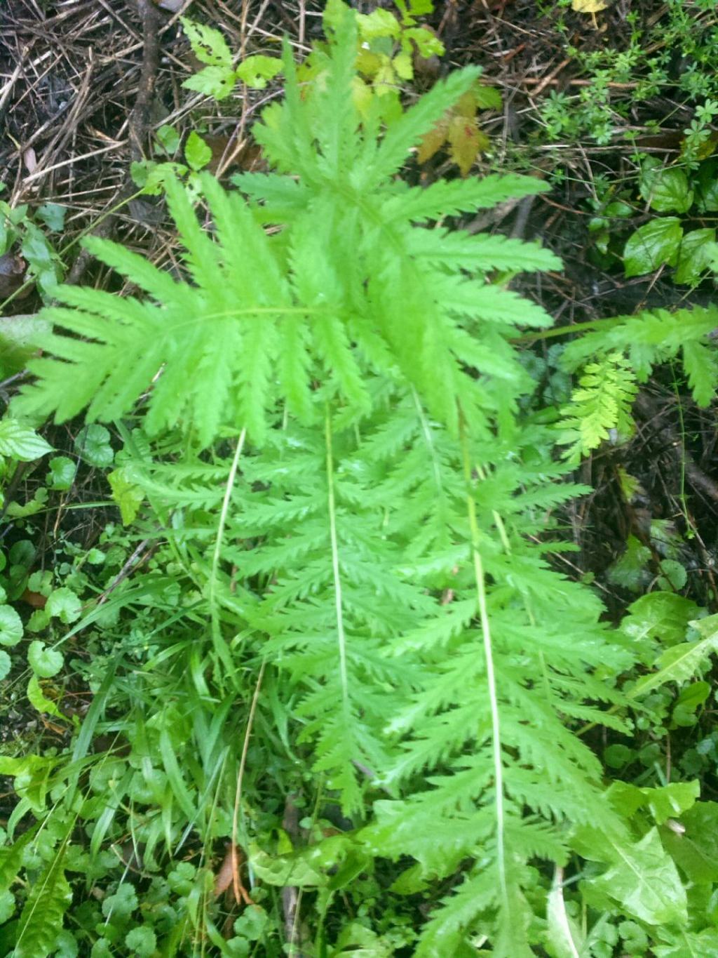 Tanacetum vulgare